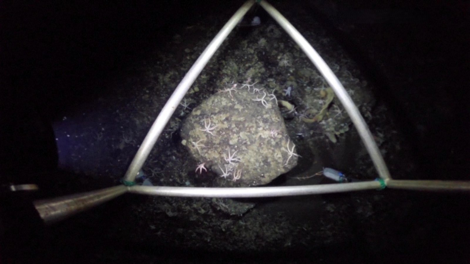 الذكاء الاصطناعي يسرّع أبحاث قاع البحر في القارة القطبية