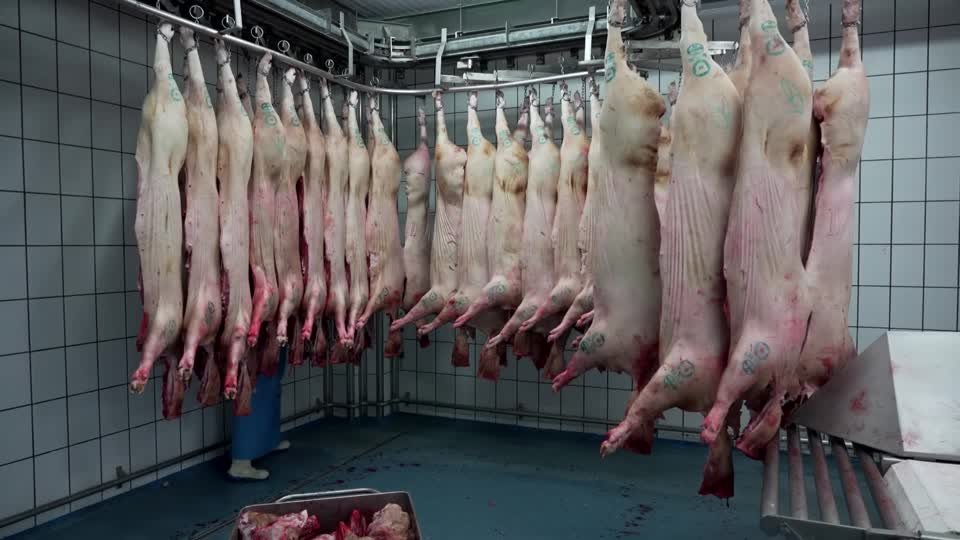 بريطانيا توقف واردات لحم الخنزير من إسبانيا