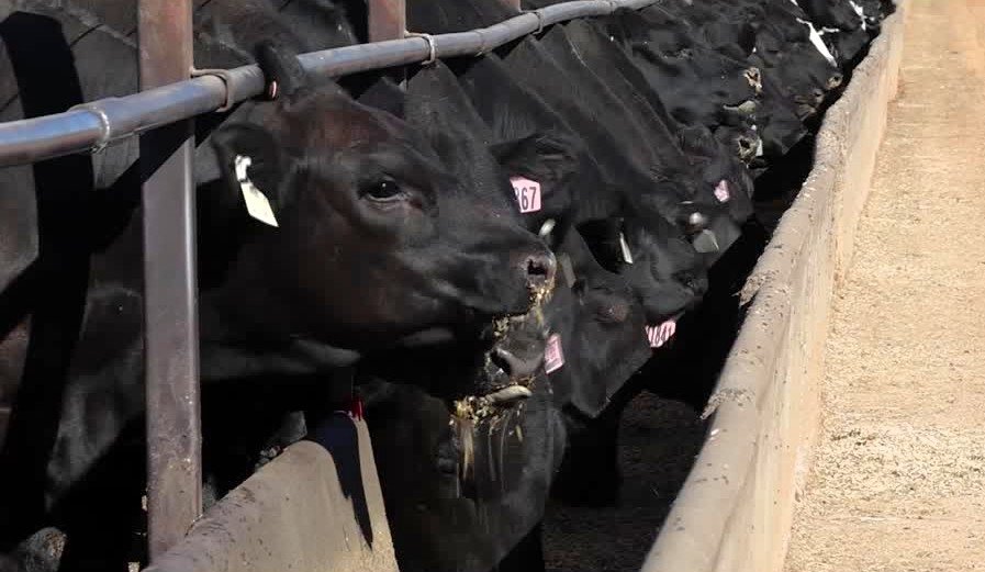 أستراليا توسّع إنتاج لحم البقر المُسمَّن بالحبوب