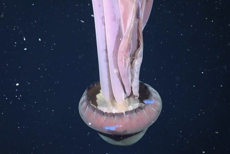 الأرجنتين تكتشف شعابا عميقة هائلة