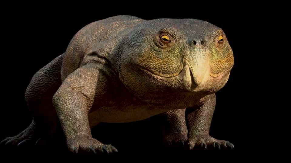 اكتشاف زاحف ثلاثي جديد في البرازيل