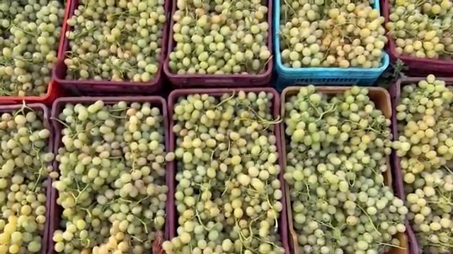 تونس تبدأ حصاد العنب في قرمبالية