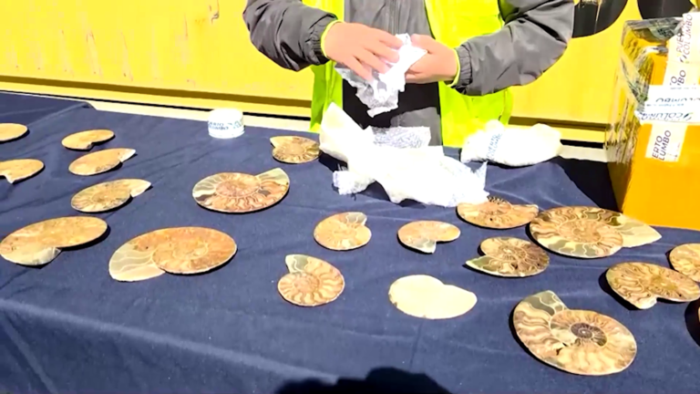 الجمارك التشيلية تضبط أحافير أمونيت من مدغشقر